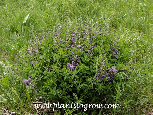 Blue False Indigo (Baptisia australis)
